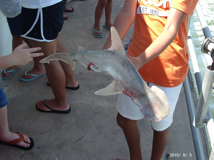 20100805_0036.JPG - Bonnethead South Padre Island Texas